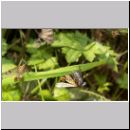 Panorpa communis - Gemeine Skorpionsfliege m05.jpg